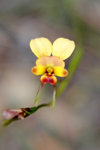 native orchid